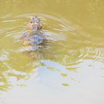 Our first crocodile in South America, close to the Brazilian border